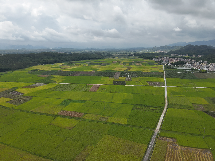 DJI_20230704103811_0002_V.JPG